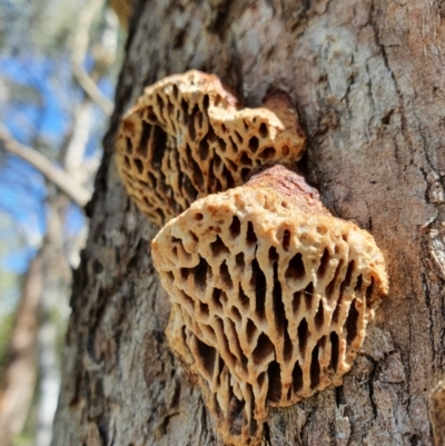 Hexagonia vesparia (Wasp Nest Polypore) at Majura, ACT - 6 Oct 2021 by Helberth