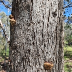 Hexagonia vesparia at Majura, ACT - 6 Oct 2021 10:58 AM