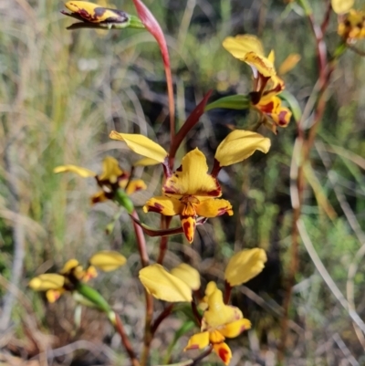 Diuris pardina (Leopard Doubletail) at Campbell, ACT - 6 Oct 2021 by Helberth