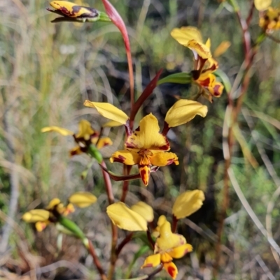 Diuris pardina (Leopard Doubletail) at Mount Ainslie - 5 Oct 2021 by Helberth