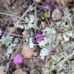 Arthropodium minus (Small Vanilla Lily) at Coree, ACT - 6 Oct 2021 by trevorpreston