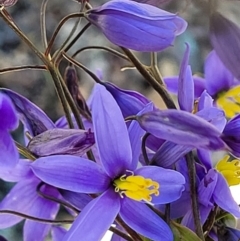 Stypandra glauca (Nodding Blue Lily) at Holt, ACT - 6 Oct 2021 by trevorpreston