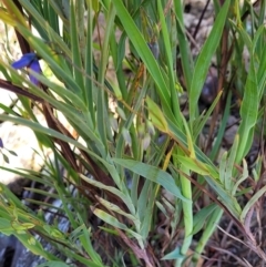 Stypandra glauca at Holt, ACT - 6 Oct 2021