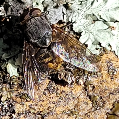 Calliphoridae (family) (Unidentified blowfly) at Ginninderry Conservation Corridor - 6 Oct 2021 by trevorpreston