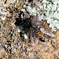 Calliphoridae (family) at Coree, ACT - 6 Oct 2021