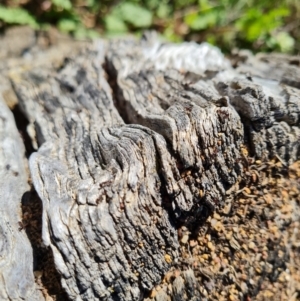 Papyrius sp. (genus) at Jerrabomberra, ACT - suppressed