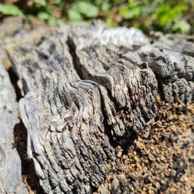 Papyrius sp. (genus) (A Coconut Ant) at Callum Brae - 6 Oct 2021 by Mike