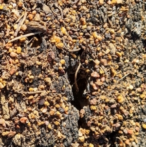 Papyrius sp. (genus) at Jerrabomberra, ACT - suppressed