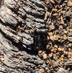 Papyrius sp. (genus) at Jerrabomberra, ACT - suppressed