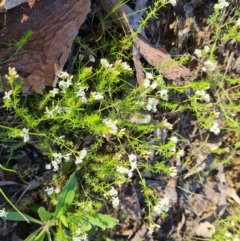 Asperula conferta (Common Woodruff) at Jerrabomberra, ACT - 6 Oct 2021 by Mike