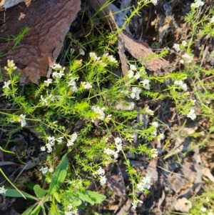 Asperula conferta at Jerrabomberra, ACT - 6 Oct 2021 04:05 PM