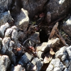 Papyrius sp. (genus) (A Coconut Ant) at Callum Brae - 6 Oct 2021 by Mike