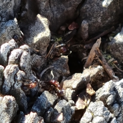 Papyrius sp. (genus) (A Coconut Ant) at Jerrabomberra, ACT - 6 Oct 2021 by Mike