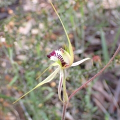Caladenia atrovespa (Green-comb Spider Orchid) at Tuggeranong DC, ACT - 6 Oct 2021 by AnneG1