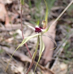 Caladenia atrovespa at Tuggeranong DC, ACT - 6 Oct 2021