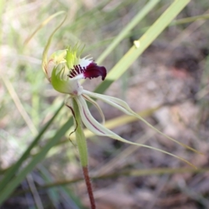 Caladenia atrovespa at Tuggeranong DC, ACT - 6 Oct 2021