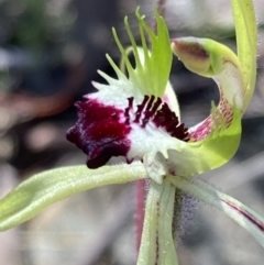 Caladenia atrovespa at Tuggeranong DC, ACT - 6 Oct 2021