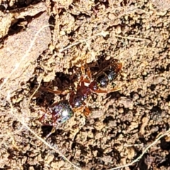Amblyopone sp. (genus) (Slow ant) at Holt, ACT - 6 Oct 2021 by tpreston