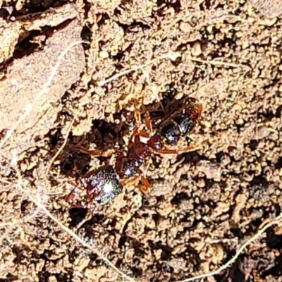 Amblyopone australis (Slow Ant) at Ginninderry Conservation Corridor - 6 Oct 2021 by trevorpreston
