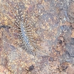 Allothereua maculata (A House Cetipede) at Ginninderry Conservation Corridor - 6 Oct 2021 by trevorpreston