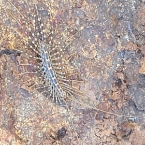 Allothereua maculata at Coree, ACT - 6 Oct 2021