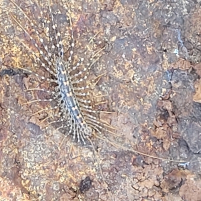 Allothereua maculata (A House Cetipede) at Coree, ACT - 6 Oct 2021 by trevorpreston