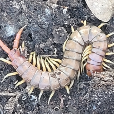 Cormocephalus aurantiipes (Orange-legged Centipede) at Coree, ACT - 6 Oct 2021 by trevorpreston