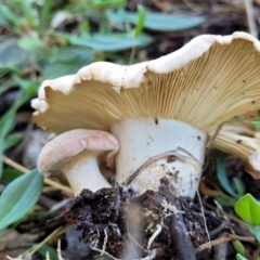 Unverified Cap on a stem; gills below cap [mushrooms or mushroom-like] at Holt, ACT - 6 Oct 2021 by trevorpreston