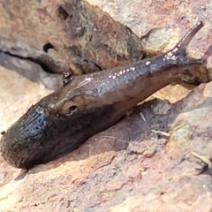 Deroceras laeve (Marsh Slug) at Holt, ACT - 6 Oct 2021 by tpreston