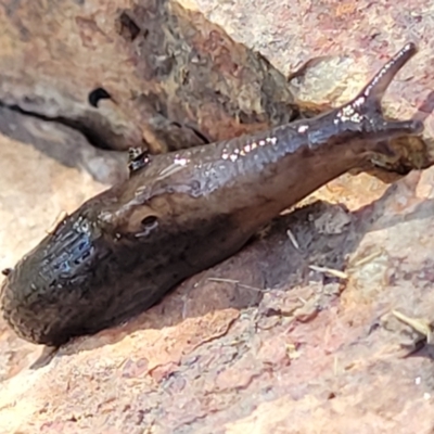 Deroceras laeve (Marsh Slug) at Ginninderry Conservation Corridor - 6 Oct 2021 by trevorpreston