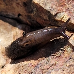 Deroceras laeve at Holt, ACT - 6 Oct 2021 03:58 PM