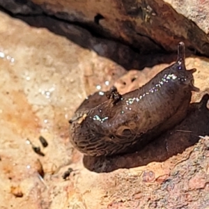 Deroceras laeve at Holt, ACT - 6 Oct 2021 03:58 PM