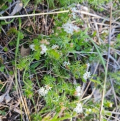 Asperula conferta (Common Woodruff) at Symonston, ACT - 6 Oct 2021 by Mike