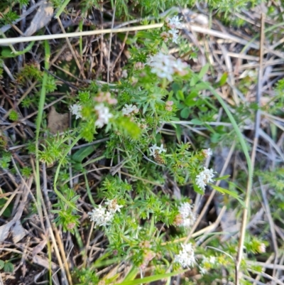 Asperula conferta (Common Woodruff) at Callum Brae - 6 Oct 2021 by Mike