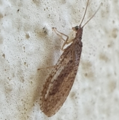 Micromus tasmaniae (Tasmanian Brown Lacewing) at Turner, ACT - 6 Oct 2021 by LD12