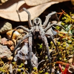 Unidentified Wolf spider (Lycosidae) (TBC) at Coree, ACT - 6 Oct 2021 by RobG1