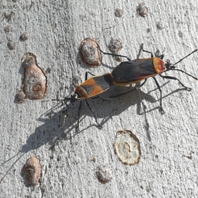 Dindymus versicolor (Harlequin Bug) at Turner, ACT - 6 Oct 2021 by LD12