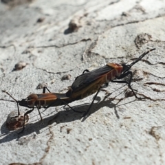 Dindymus versicolor at Turner, ACT - 6 Oct 2021 04:07 PM