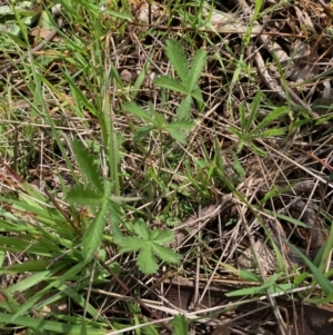 Potentilla recta at Hall, ACT - 3 Oct 2021 11:51 AM