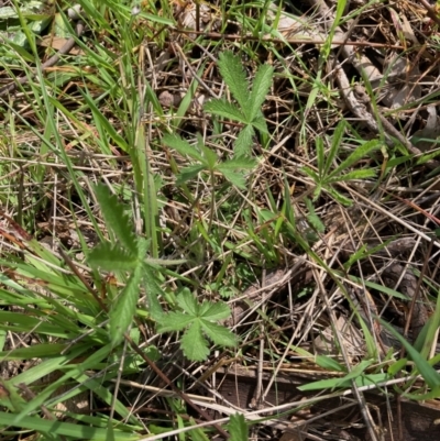 Potentilla recta (Sulphur Cinquefoil) at Hall, ACT - 3 Oct 2021 by Rosie