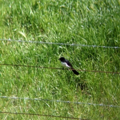 Rhipidura leucophrys (Willie Wagtail) at Wodonga - 6 Oct 2021 by Darcy