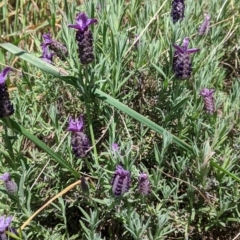 Lavandula stoechas (Spanish Lavender or Topped Lavender) at Tangambalanga, VIC - 6 Oct 2021 by Darcy