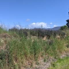 Lavandula stoechas at Tangambalanga, VIC - 6 Oct 2021