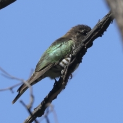 Chrysococcyx lucidus (Shining Bronze-Cuckoo) at Campbell Park Woodland - 5 Oct 2021 by AlisonMilton