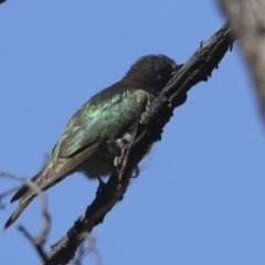 Chrysococcyx lucidus at Majura, ACT - 6 Oct 2021 10:05 AM