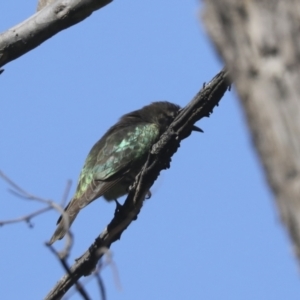 Chrysococcyx lucidus at Majura, ACT - 6 Oct 2021 10:05 AM