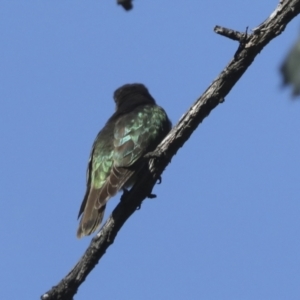 Chrysococcyx lucidus at Majura, ACT - 6 Oct 2021 10:05 AM