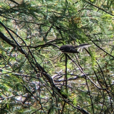 Rhipidura albiscapa (Grey Fantail) at Wodonga Regional Park - 6 Oct 2021 by Darcy