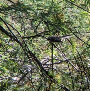 Rhipidura albiscapa at Killara, VIC - 6 Oct 2021