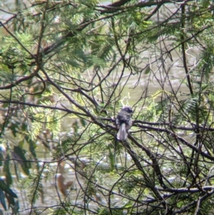 Rhipidura albiscapa at Killara, VIC - 6 Oct 2021